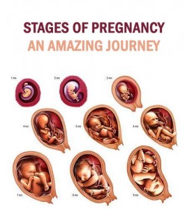 pregnancy-stages